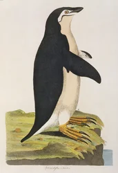 「Aptenodytes Antarctica」、「Cimelia Physica」のイラスト。珍しくて奇妙な四足動物、鳥の姿...」1796年に出版された（手彩色の彫刻）